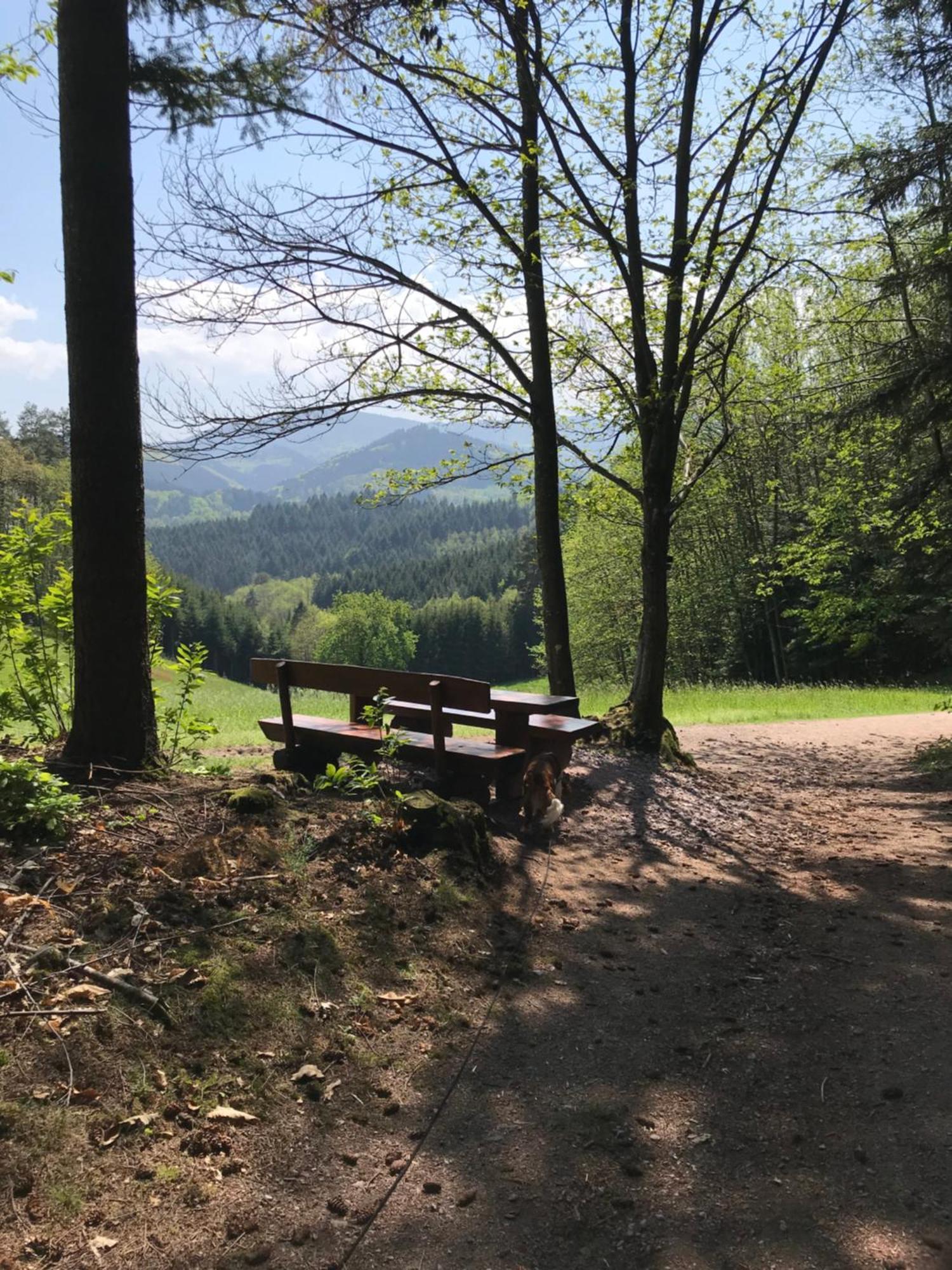 Ferienwohnung Hesselbach Oberkirch  Eksteriør bilde